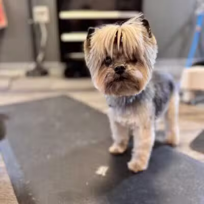 Dawgs & Paws, LLC - Silver Spring, MD