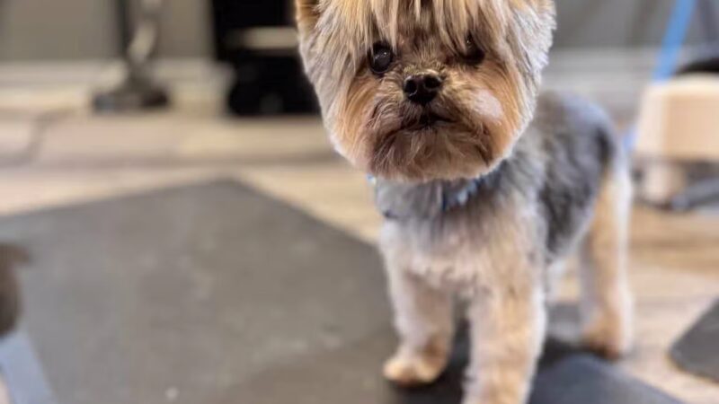 Dawgs & Paws, LLC - Silver Spring, MD