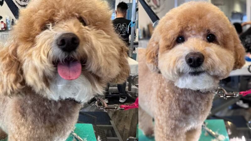 Dawgs & Paws, LLC - Silver Spring, MD