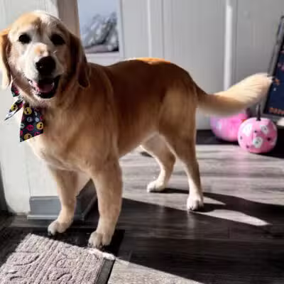 Dawgs & Paws, LLC - Silver Spring, MD