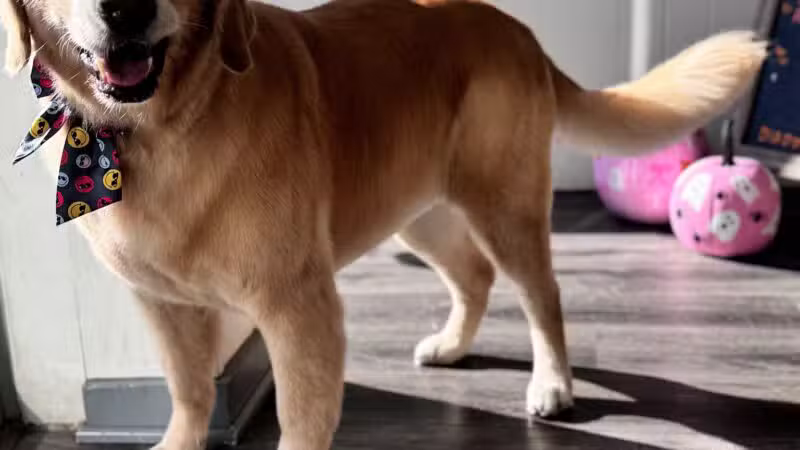 Dawgs & Paws, LLC - Silver Spring, MD
