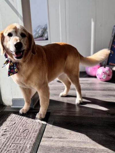 Dawgs & Paws, LLC - Silver Spring, MD