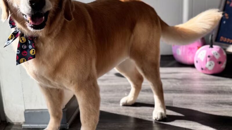 Dawgs & Paws, LLC - Silver Spring, MD