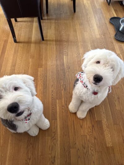 Dawgs & Paws, LLC - Silver Spring, MD