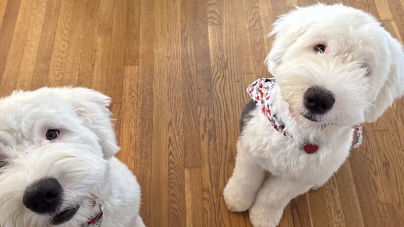 Dawgs & Paws, LLC - Silver Spring, MD