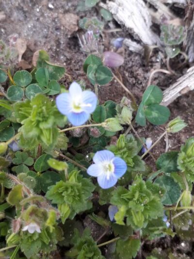 Houston-Sligo Creek Park - Silver Spring, MD