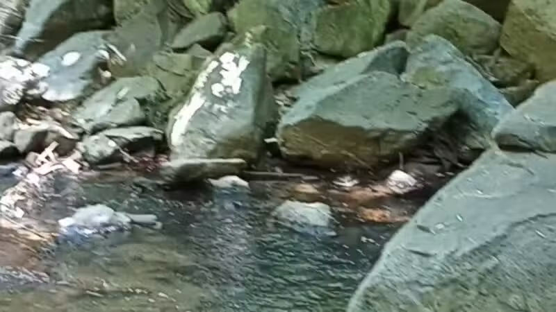 Houston-Sligo Creek Park - Silver Spring, MD