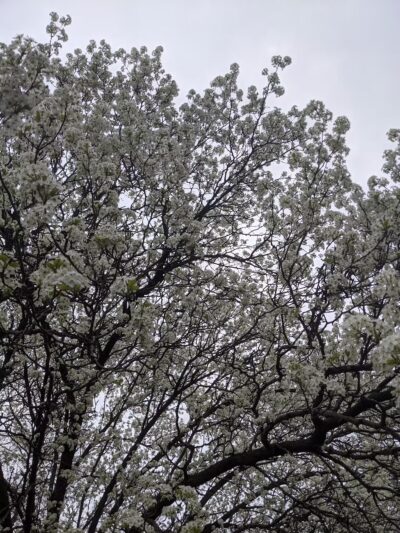 Long Branch-Wayne Local Park - Silver Spring, MD