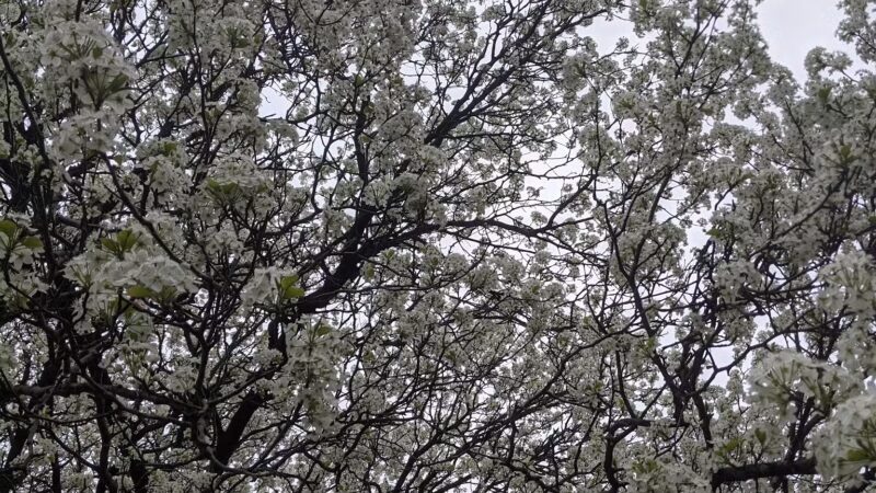 Long Branch-Wayne Local Park - Silver Spring, MD