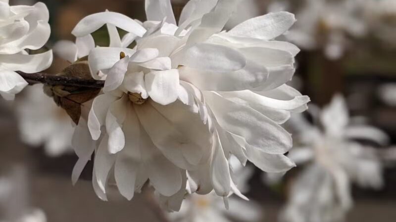 Montgomery Hills Neighborhood Park - Silver Spring, MD