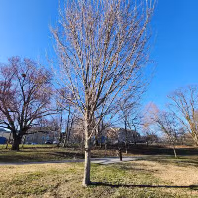 North Four Corners Local Park - Silver Spring, MD