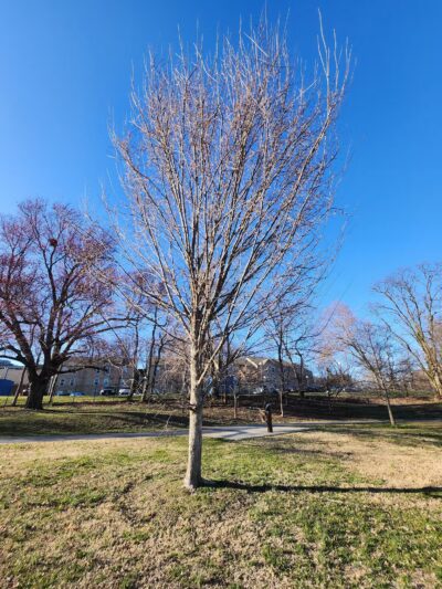 North Four Corners Local Park - Silver Spring, MD