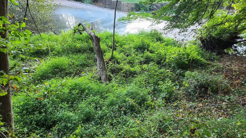 NW Branch Trail - Silver Spring, MD