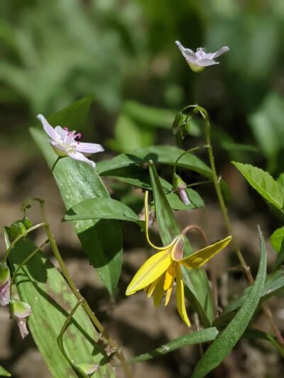 Paint Branch Stream Trail Serpentine Way - Silver Spring, MD