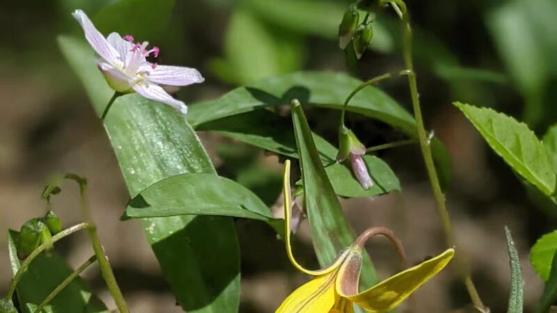 Paint Branch Stream Trail Serpentine Way - Silver Spring, MD
