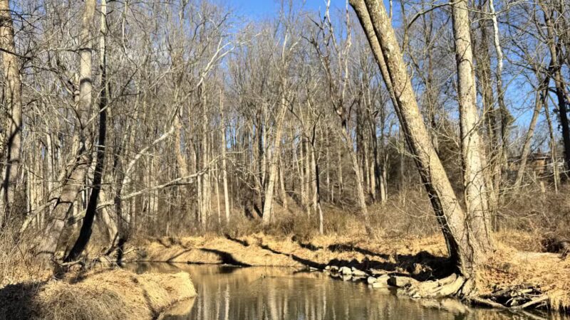 Paint Branch Stream Trail Serpentine Way - Silver Spring, MD