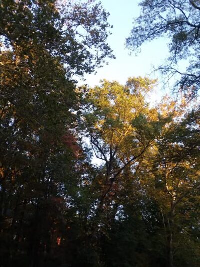 Sligo Cabin Neighborhood Park - Silver Spring, MD