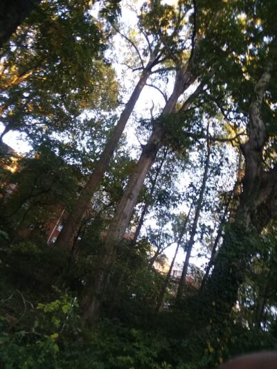 Sligo Cabin Neighborhood Park - Silver Spring, MD