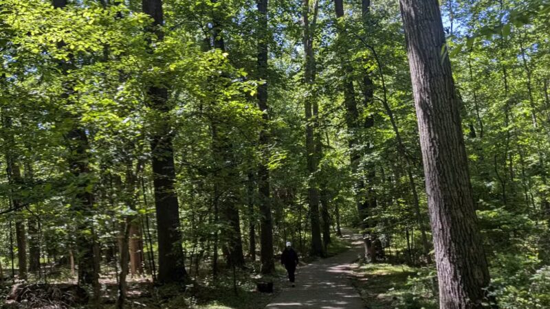 Sligo Creek Stream Valley Park - Silver Spring, MD