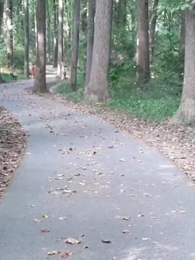 Sligo Creek Stream Valley Park - Silver Spring, MD