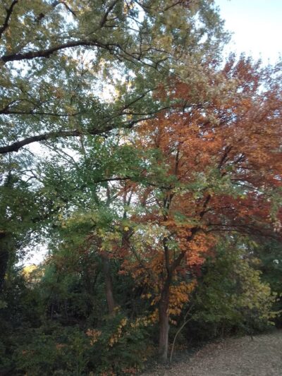 Upper Long Branch Neighborhood Park - Silver Spring, MD