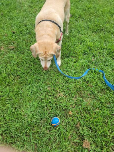 West Fairland Local Park - Silver Spring, MD