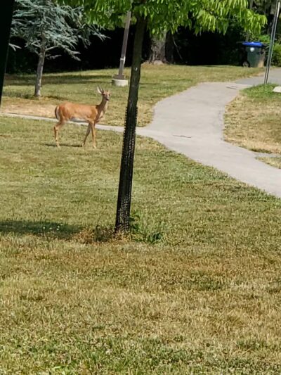 West Fairland Local Park - Silver Spring, MD