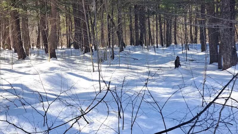 Coburn Woods Trails - Skowhegan, ME