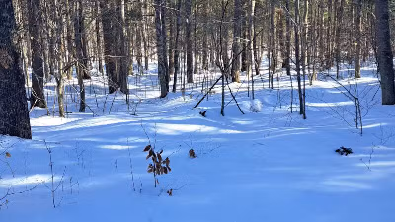 Coburn Woods Trails - Skowhegan, ME