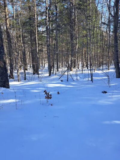 Coburn Woods Trails - Skowhegan, ME