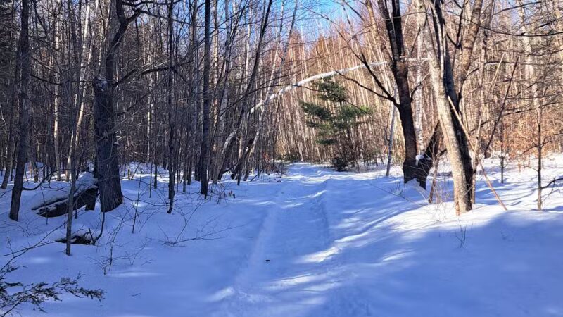 Coburn Woods Trails - Skowhegan, ME