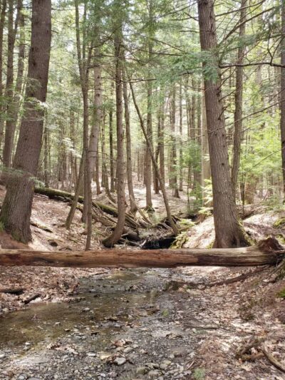 Debe Park Trails - Skowhegan, ME