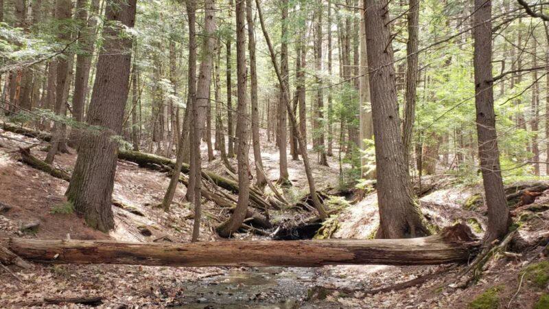 Debe Park Trails - Skowhegan, ME