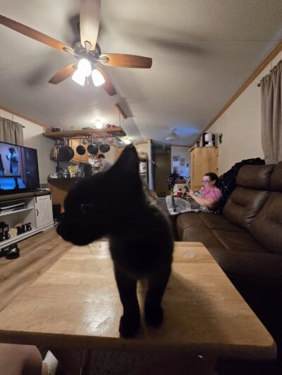 Somerset Animal Shelter - Skowhegan, ME