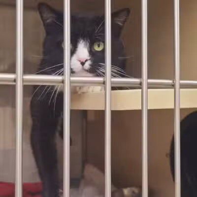 Somerset Animal Shelter - Skowhegan, ME