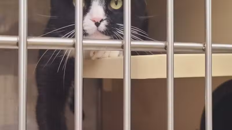 Somerset Animal Shelter - Skowhegan, ME