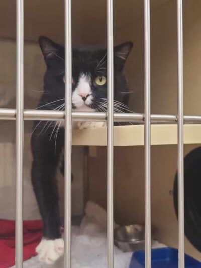 Somerset Animal Shelter - Skowhegan, ME
