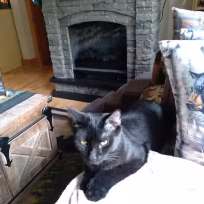Somerset Animal Shelter - Skowhegan, ME