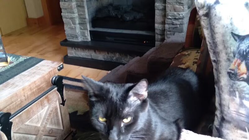 Somerset Animal Shelter - Skowhegan, ME