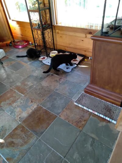 Somerset Animal Shelter - Skowhegan, ME