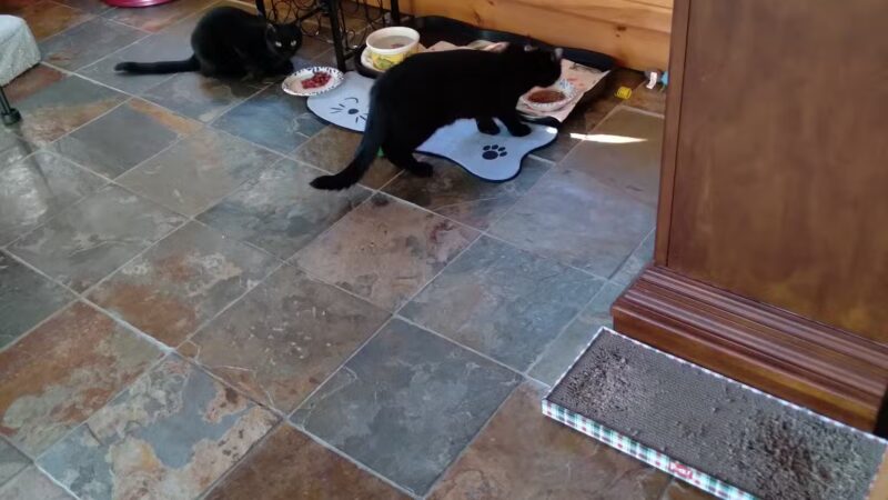 Somerset Animal Shelter - Skowhegan, ME