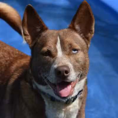 Somerset Animal Shelter - Skowhegan, ME