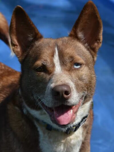 Somerset Animal Shelter - Skowhegan, ME