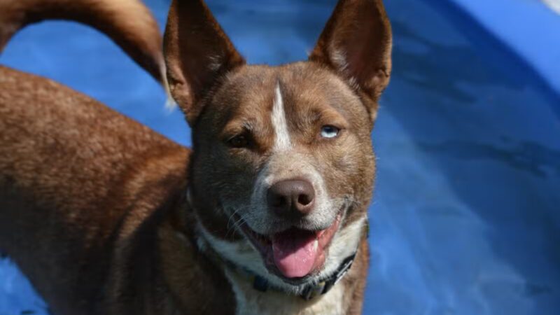 Somerset Animal Shelter - Skowhegan, ME