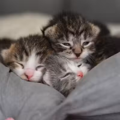 Somerset Animal Shelter - Skowhegan, ME
