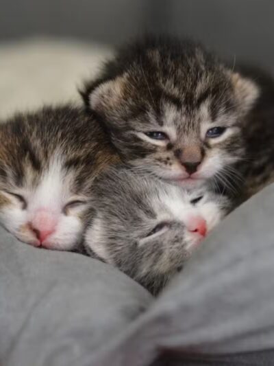 Somerset Animal Shelter - Skowhegan, ME