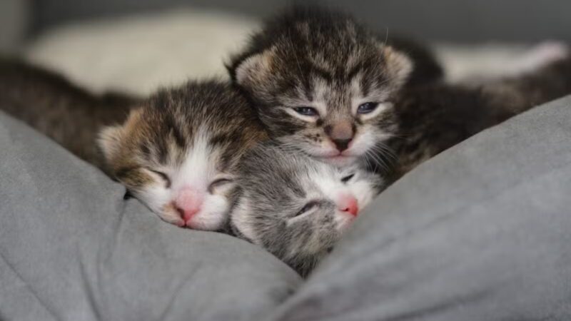 Somerset Animal Shelter - Skowhegan, ME