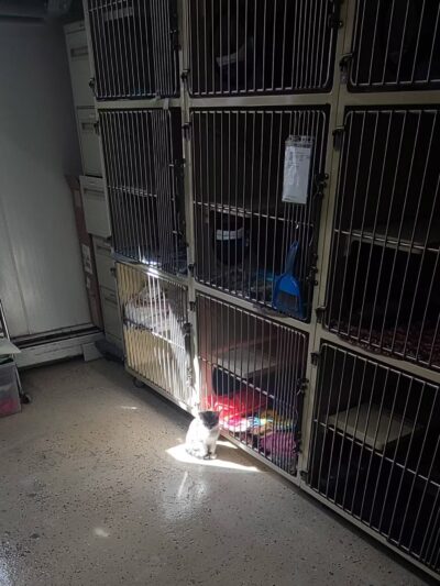 Somerset Animal Shelter - Skowhegan, ME