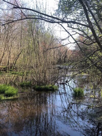 Blydenburgh Park - Smithtown, NY