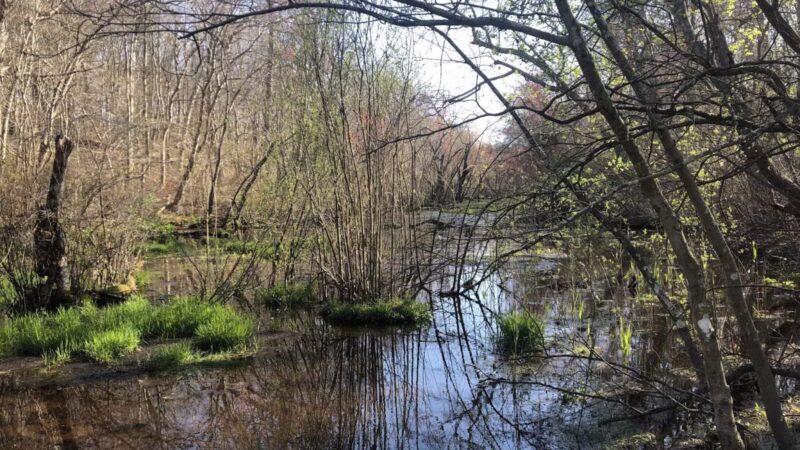 Blydenburgh Park - Smithtown, NY